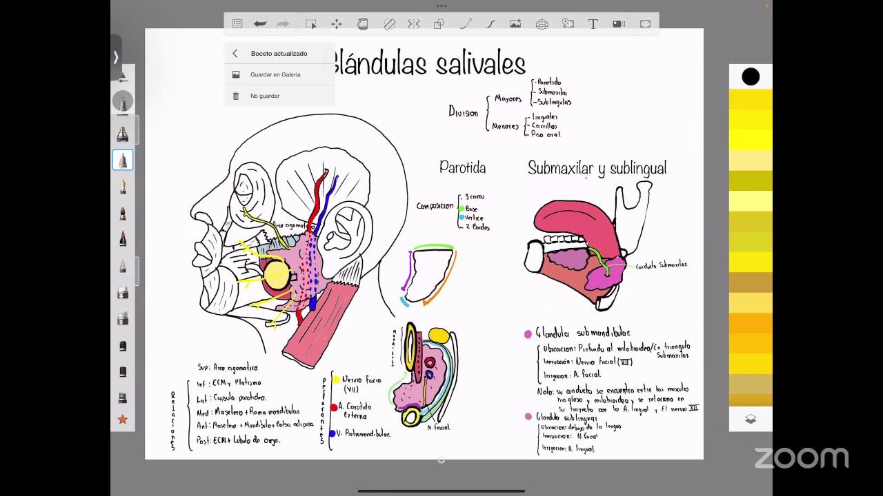 Clase 4 de anatomía :)