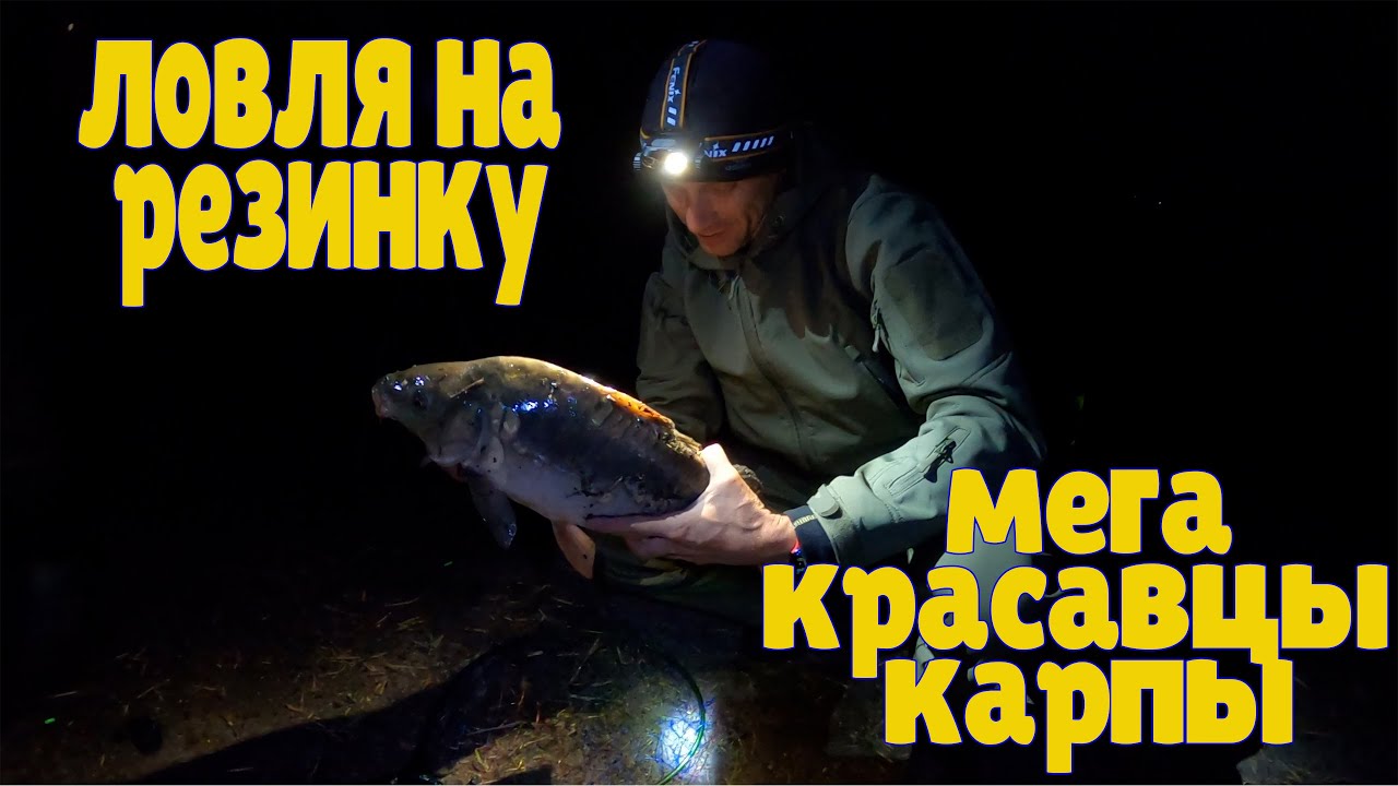 ловля на резинку. мега красавцы карпы. донецкая область