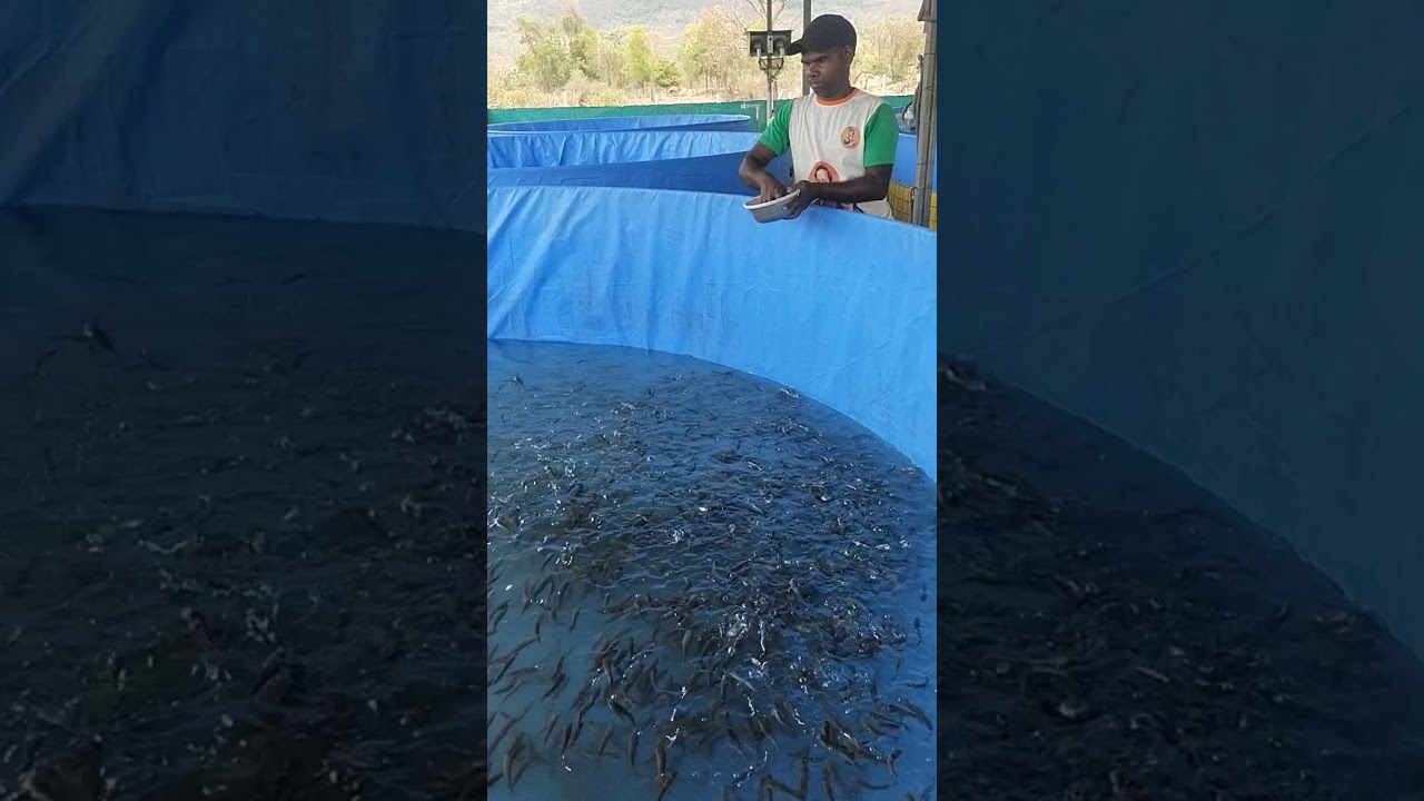 Murrel Fish Culture 2025_day 1 #shorts #viralvideo #murrel #biofloc #fishfarming #snakehead #fish