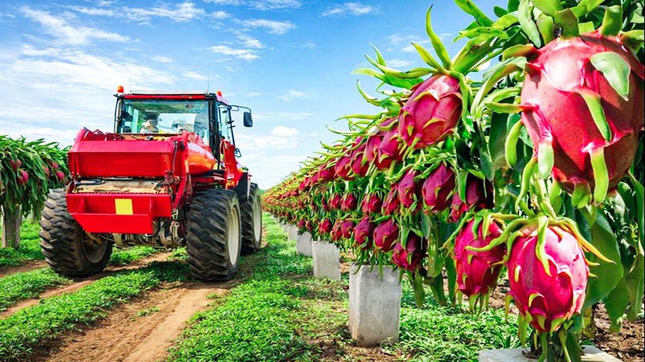Vietnams Landwirtschaft enth&uuml;llt: Die massive Drachenfrucht-Ernte
