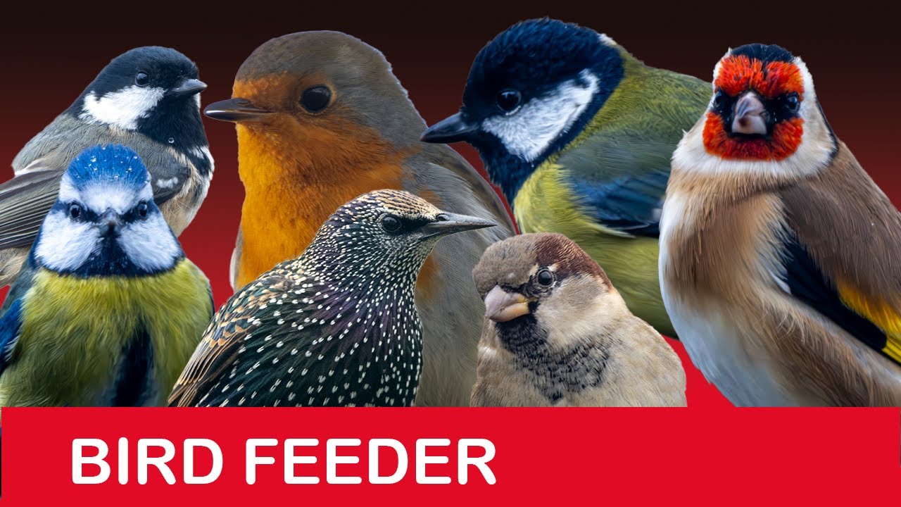 LIVE Bird Feeder Cam in Scotland