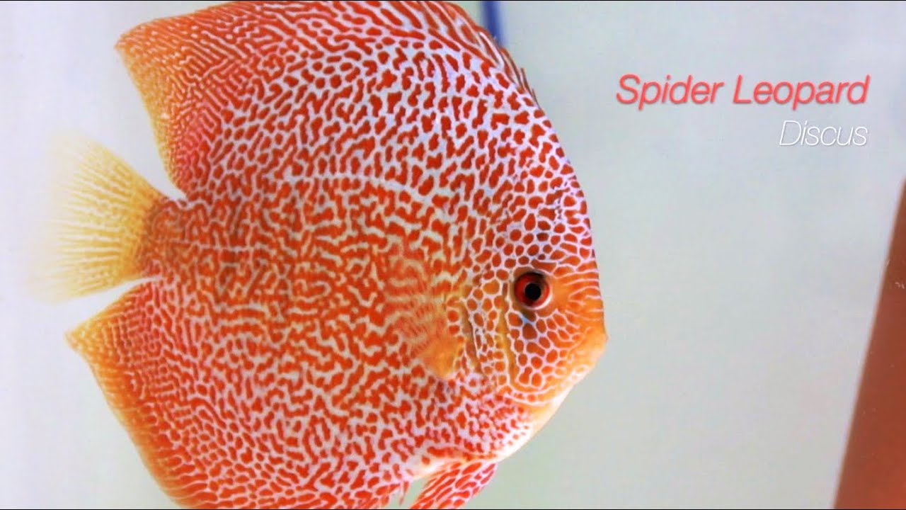 Diskus-Zuchtpaare EuropaDiscusCenter | Discus Breeding Pairs