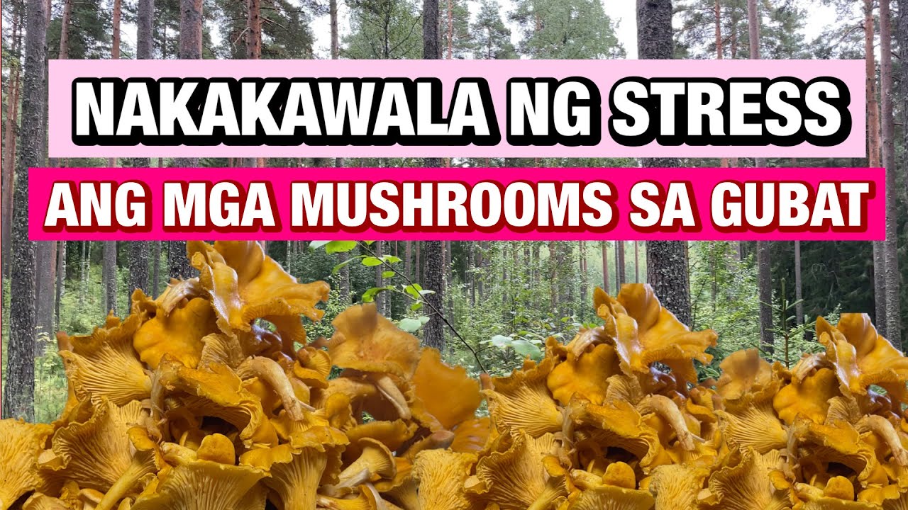 PICKING WILD MUSHROOM IN THE FOREST IS A STRESS RELIEVER
