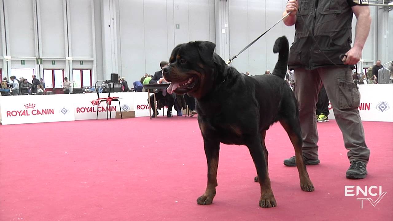 REGGIOEMILIA2016 - DOM20. FOCUS: Rottweiler - Lavoro Maschi