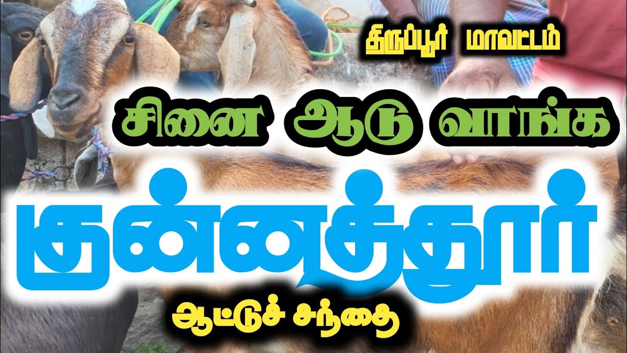 சினை ஆடு வாங்க குன்னத்தூர் வாங்க#குன்னத்தூர்ஆட்டுச்சந்தை #goat 