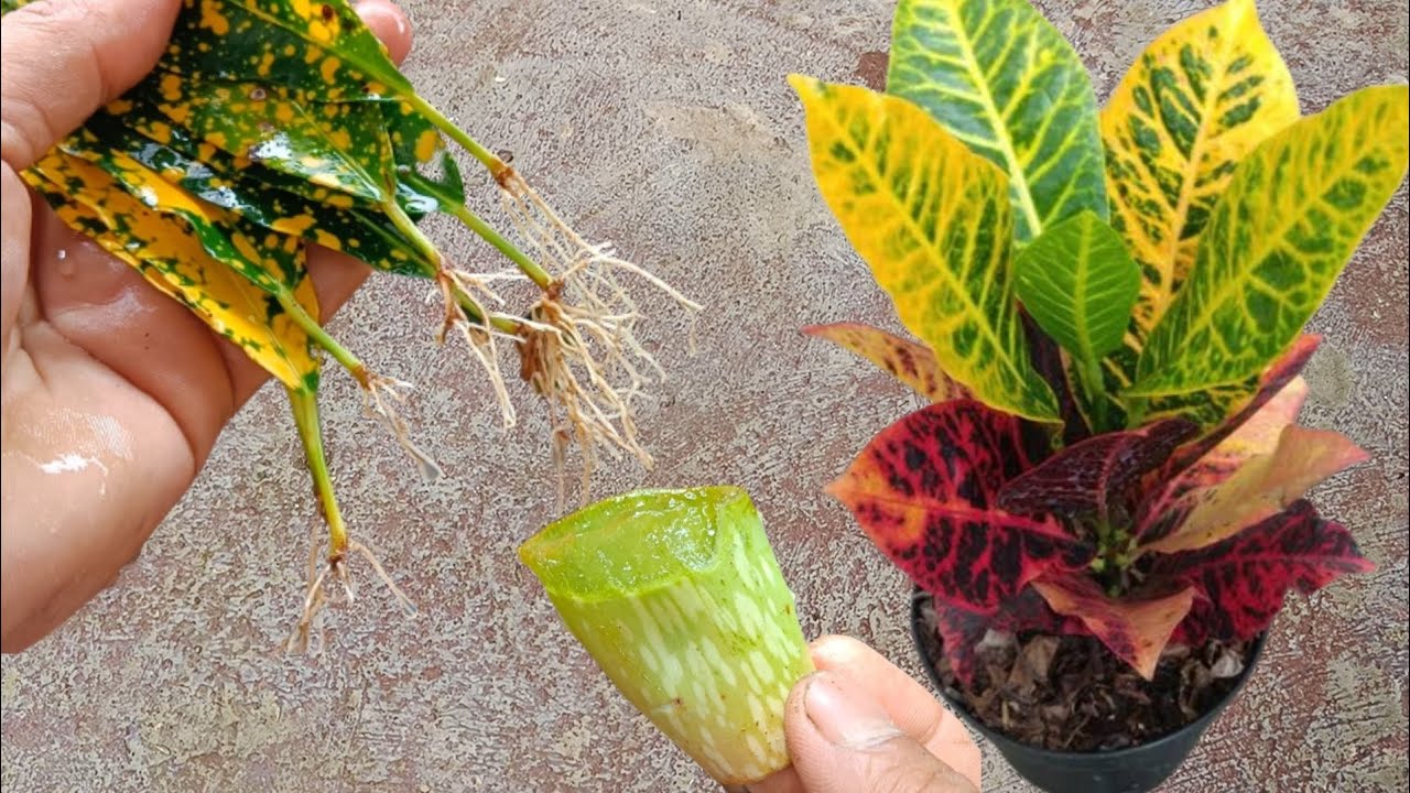 New Method | How To Grow Croton From Leaves, Aloe Vera | Best Natural Rooting Hormone