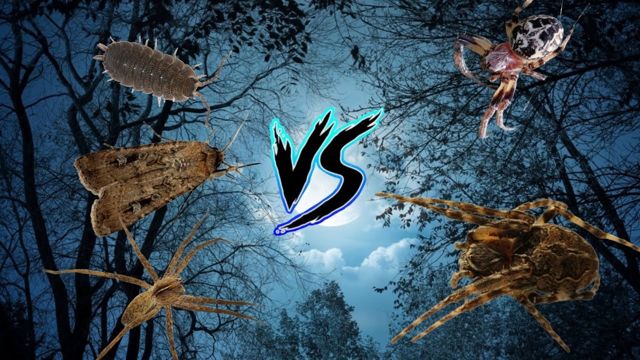 Крестовик роговой vs Larinioides sclopetarius vs Pisaura mirabilis vs мотылёк