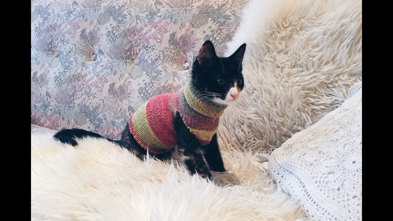 DIY Sock Sweater For Your Cat - Emma The Kitten