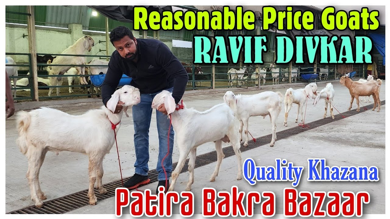 Patira Bakra Bazaar Quality Khazana RAVIF DIVKAR | Reasonable Price Patira Goat |@Rizwankranti