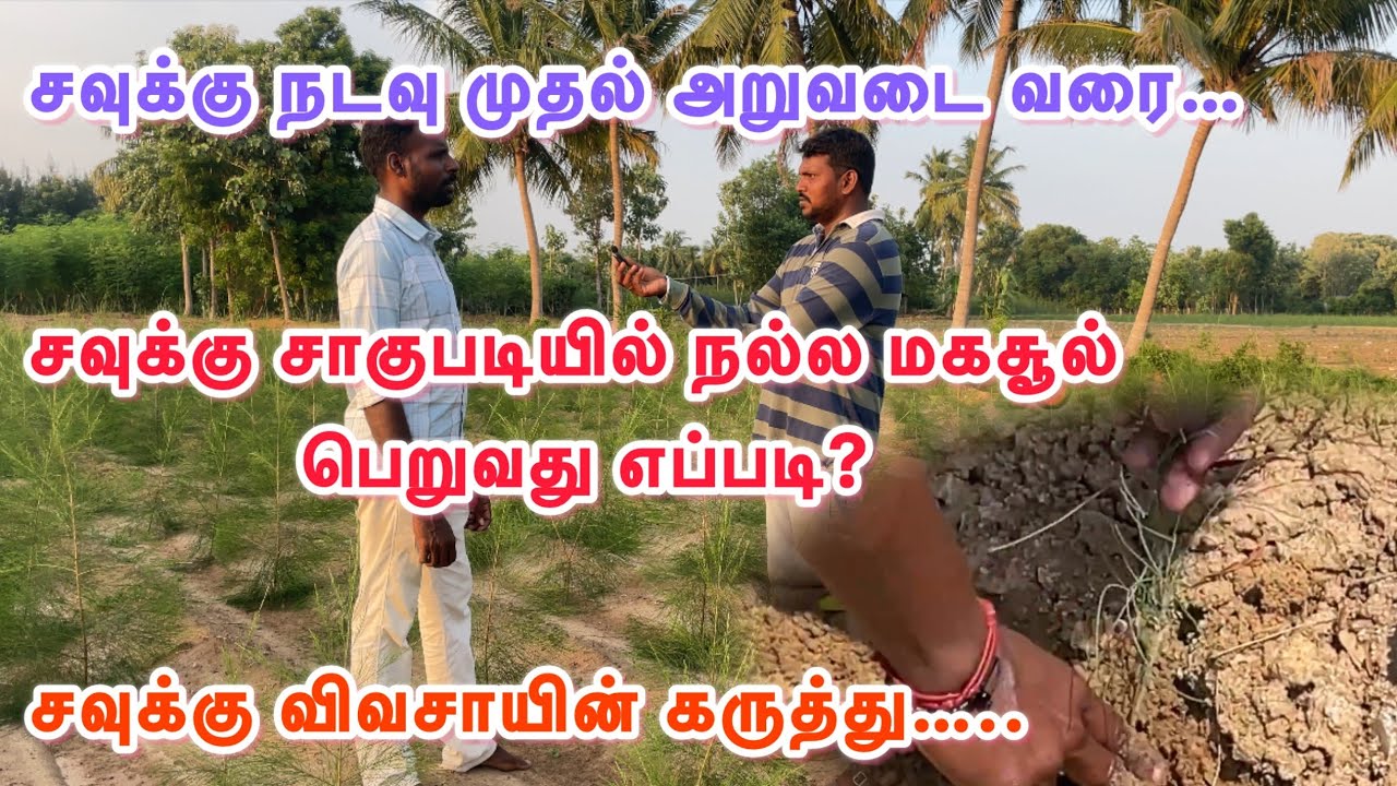 சவுக்கு நடவு முதல் அறுவடை வரை/சவுக்கு சாகுபடியில்  மகசூல் பெறுவது எப்படி?/சவுக்கு விவசாயின் கருத்து