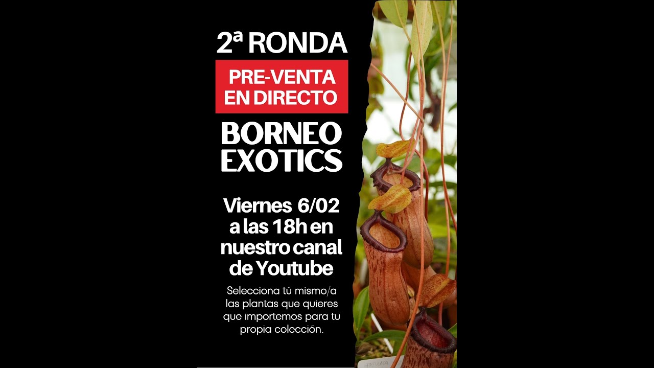 2nda RONDA - Preorden Nepenthes Borneo Exotics