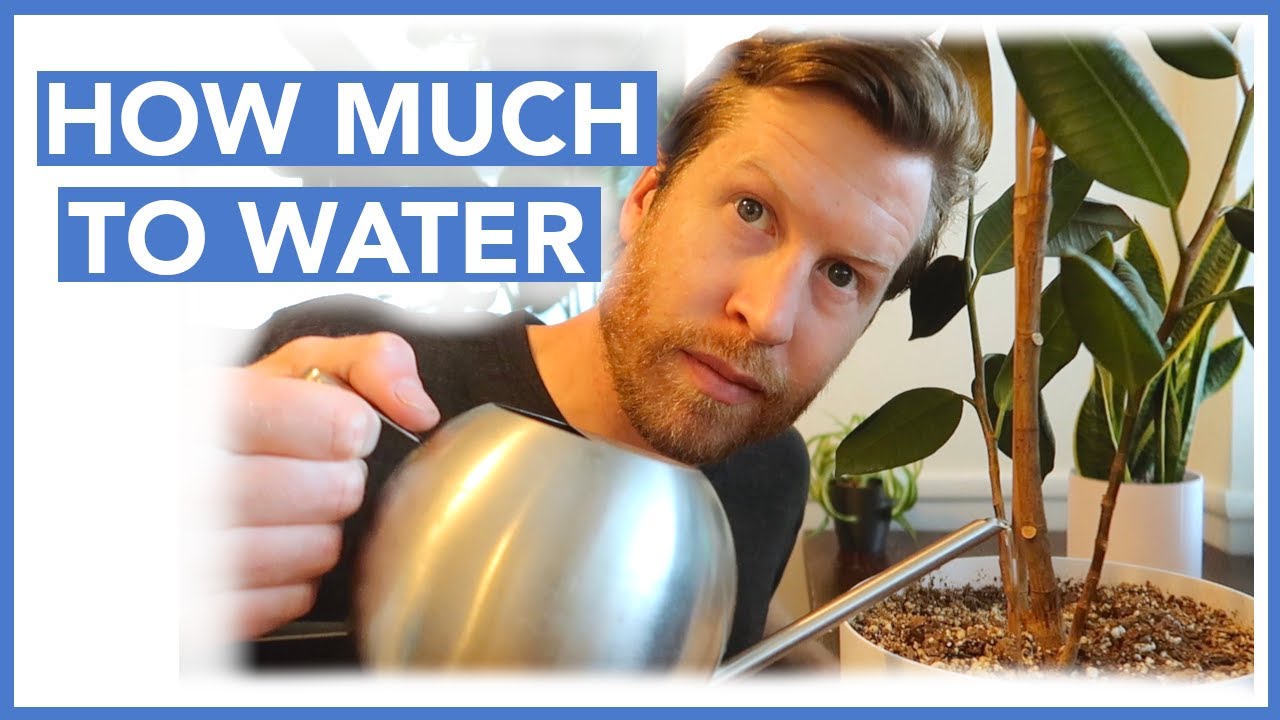How to Water Houseplants CORRECTLY | How-to Ep 19
