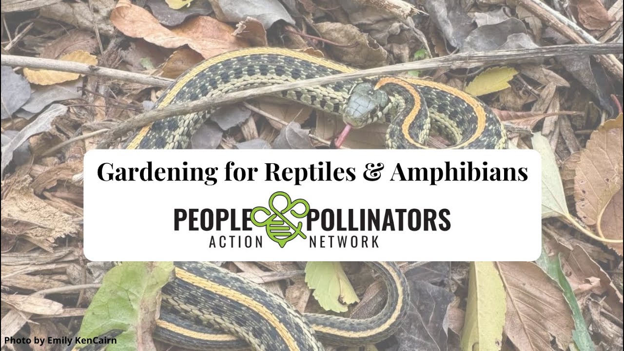 Gardening for Reptiles & Amphibians