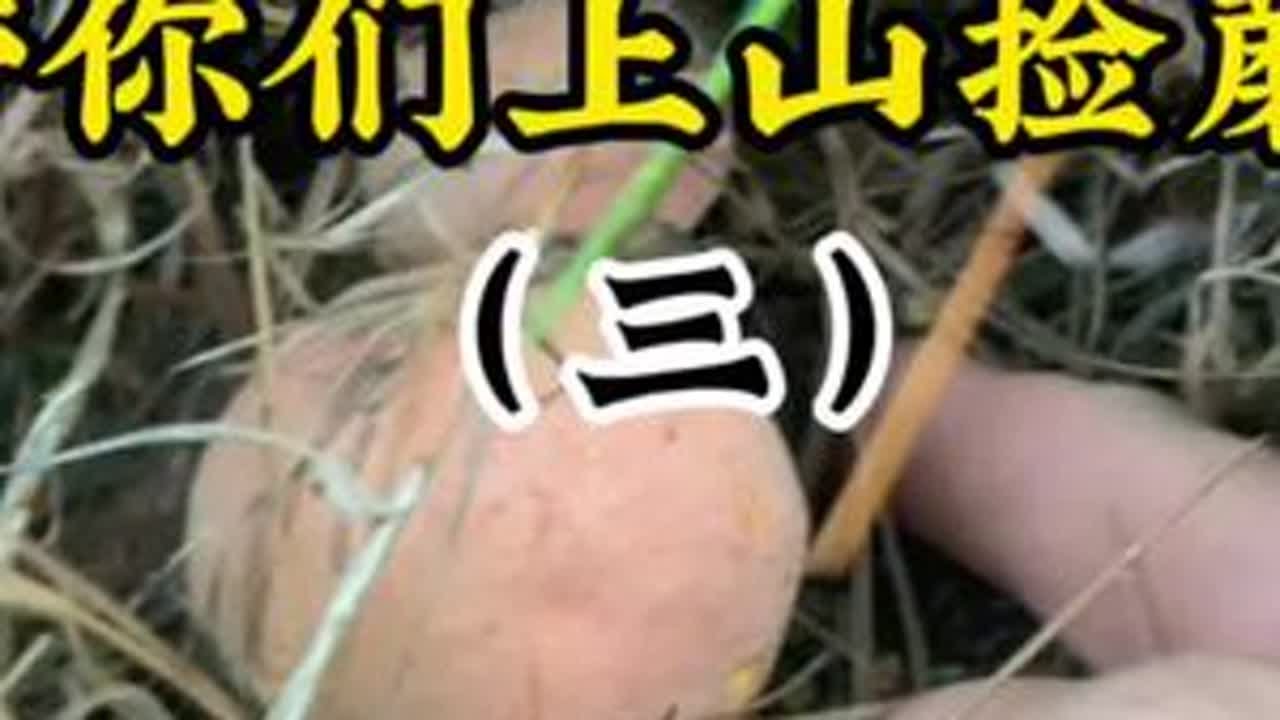 听说这几天我们山上出红葱菌了、吃起来最香的那种、走进山去碰碰运气、#菌子的季节 #云南试毒大会 #捡蘑菇 #我的乡村生活