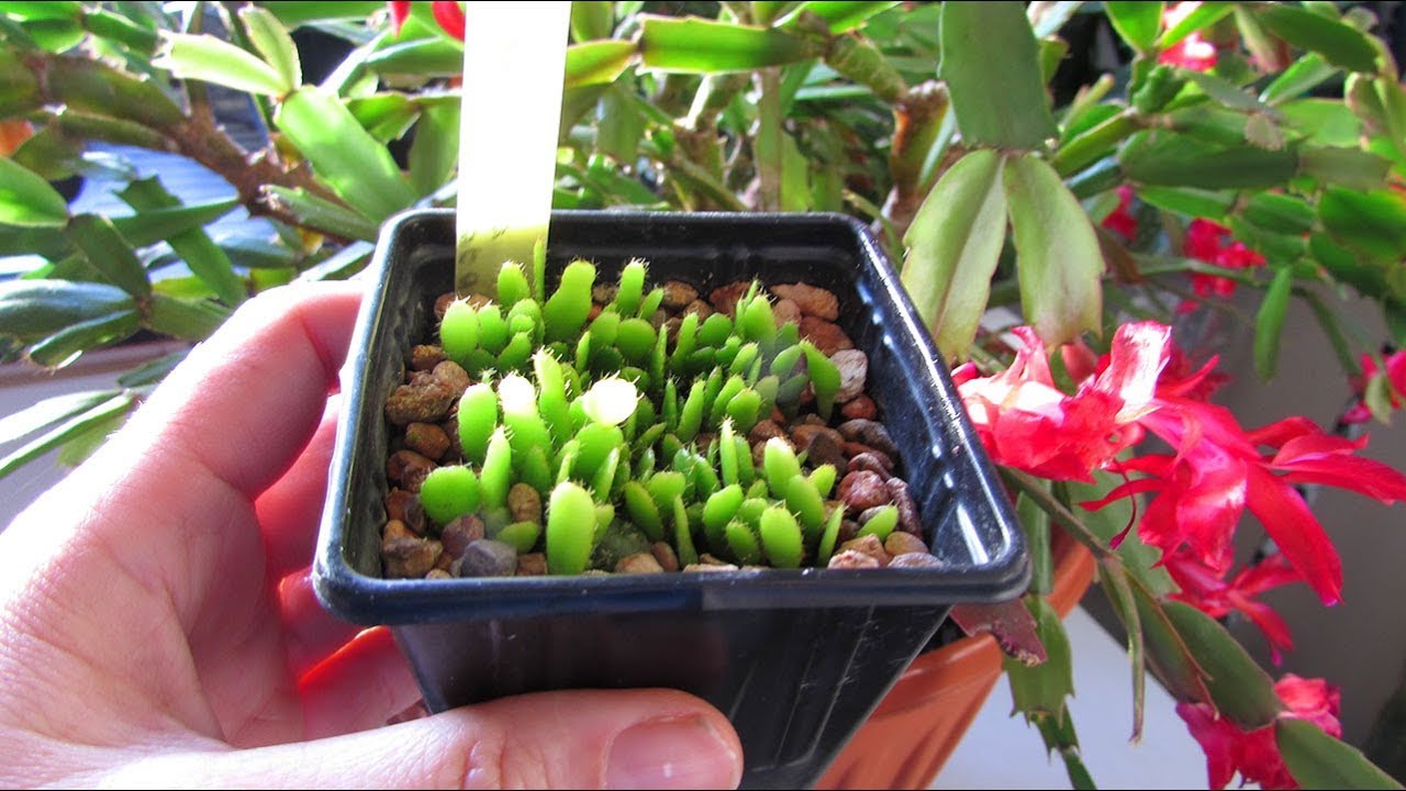 My Christmas Cactus Seedlings - Schlumbergera that I have grown from seed UPDATE