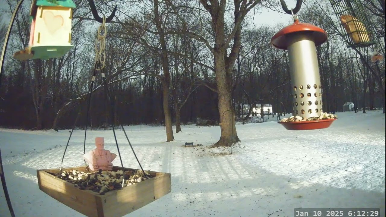 Winter Bird, Deer & Critter Cam