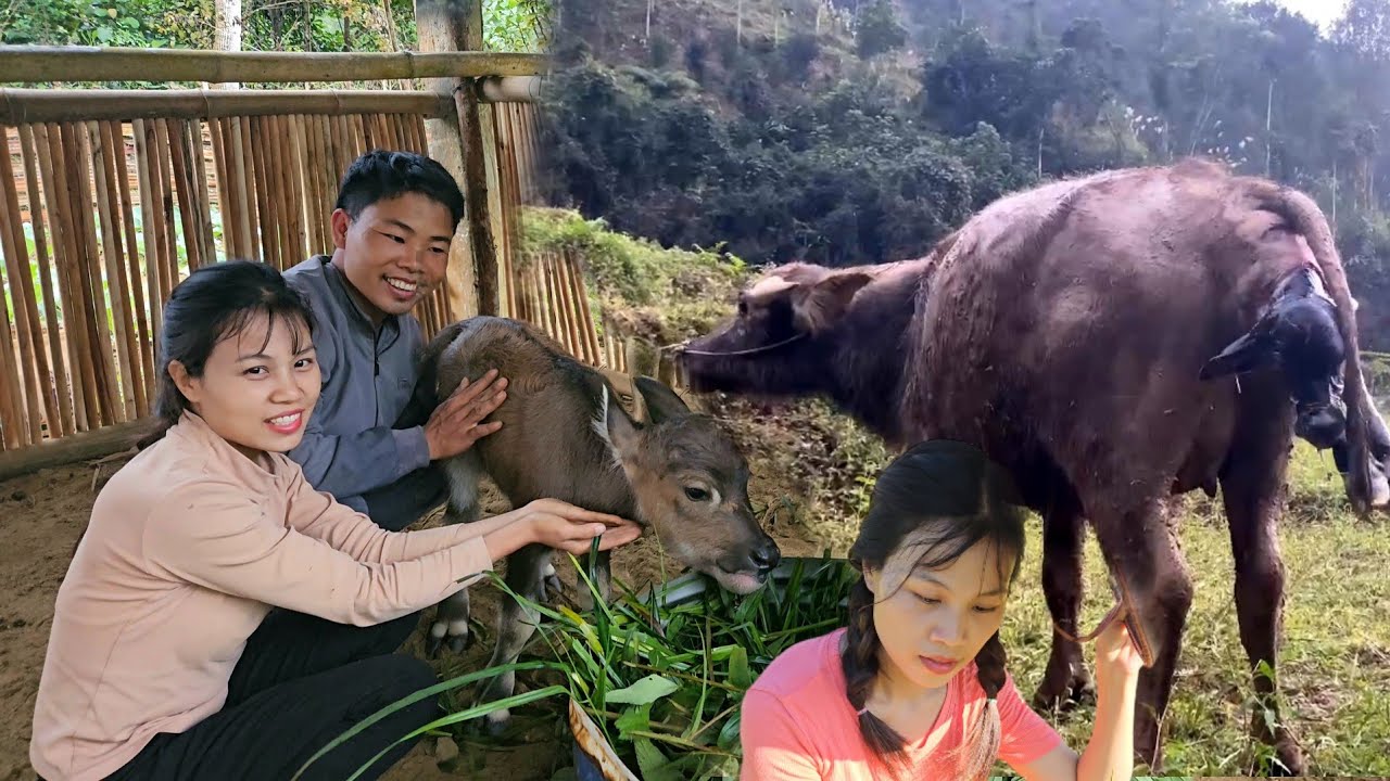 Our buffalo has given birth lý thị hương
