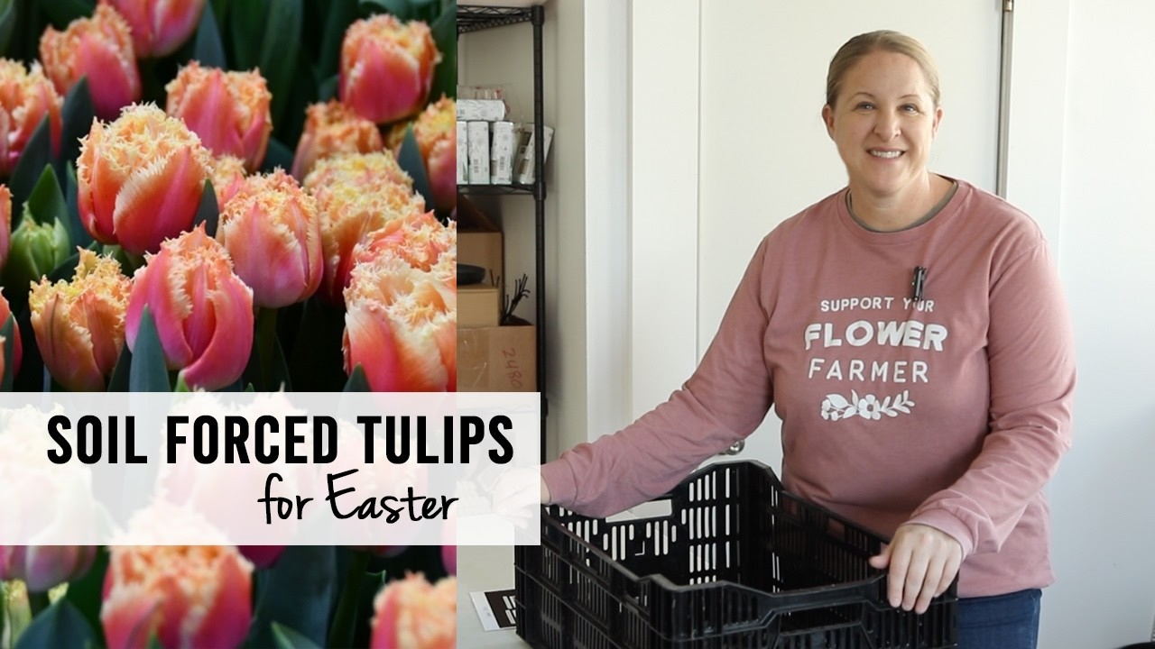 Soil Forced Tulips for Easter : Cut Flower Farming in Iowa