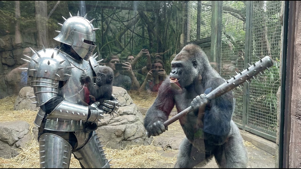 Горилла сошла с ума после того, как человек в шипованной броне зашёл в вольер американского зоопа...