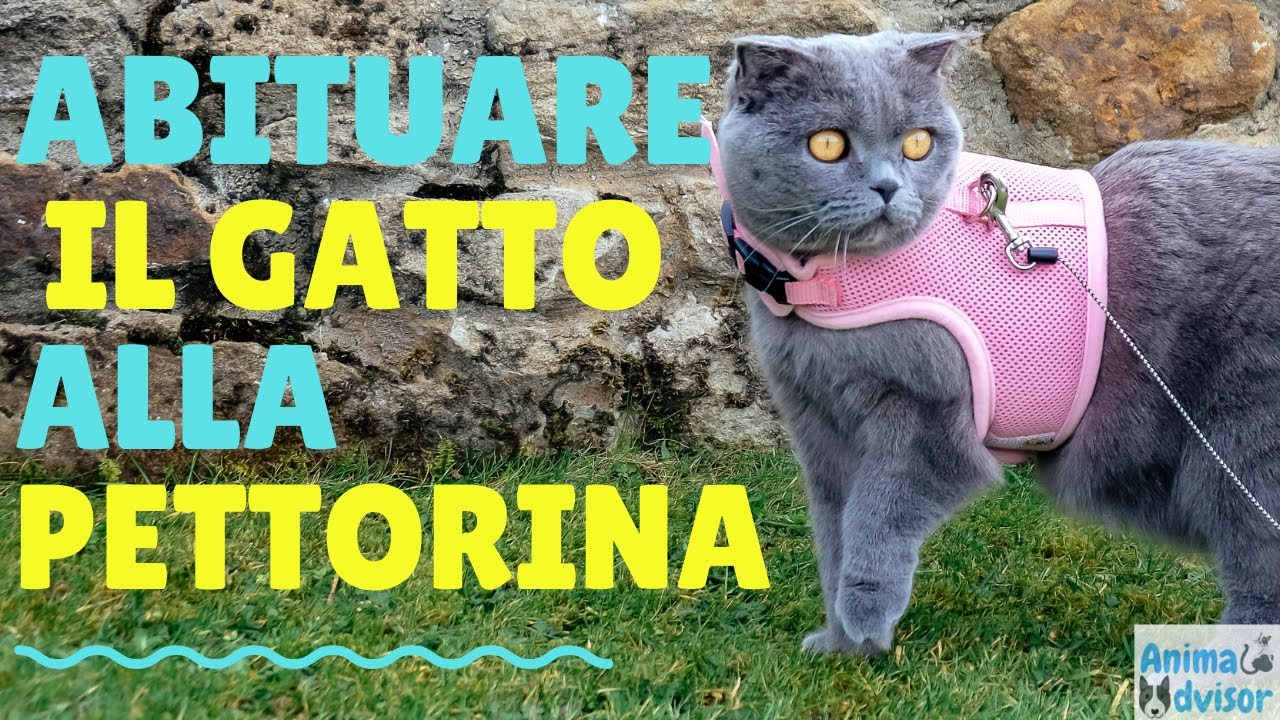 COME ABITUARE IL GATTO AL GUINZAGLIO E ALLA PETTORINA