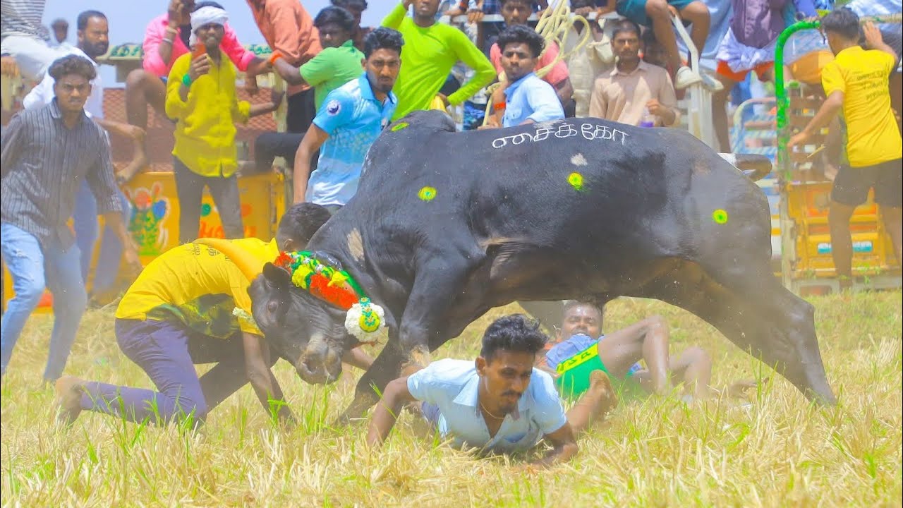 உலகப்புகழ் பெற்ற உறங்கான்பட்டி மஞ்சுவிரட்டு 2026