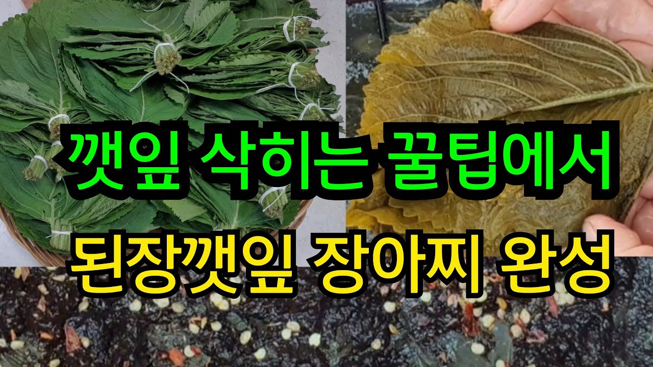 깻잎 삭히는 꿀팁에서 된장 깻잎 장아찌 완성까지 낱낱이 공개