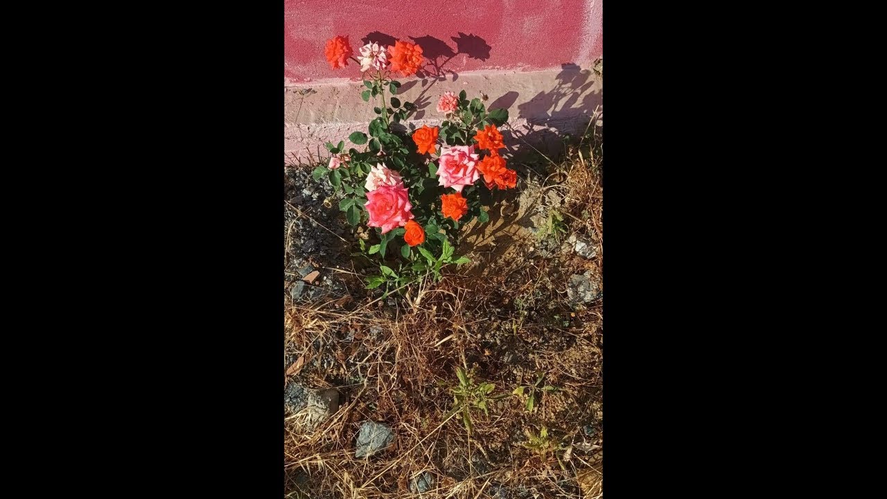 مساء النور غالياتي وحشتوني وحشتوني😘❤️