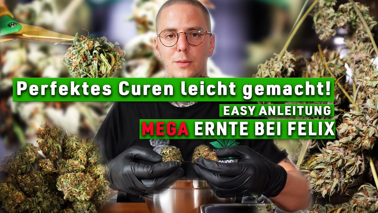 Perfektes Curen leicht gemacht: Mega Ernte bei G&auml;rtner Felix! 🌿🔥/Easy Tutorial /