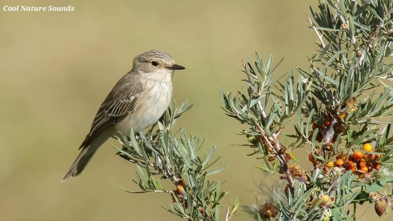 Spotted Flycatcher Call - Spotted Flycatcher Song