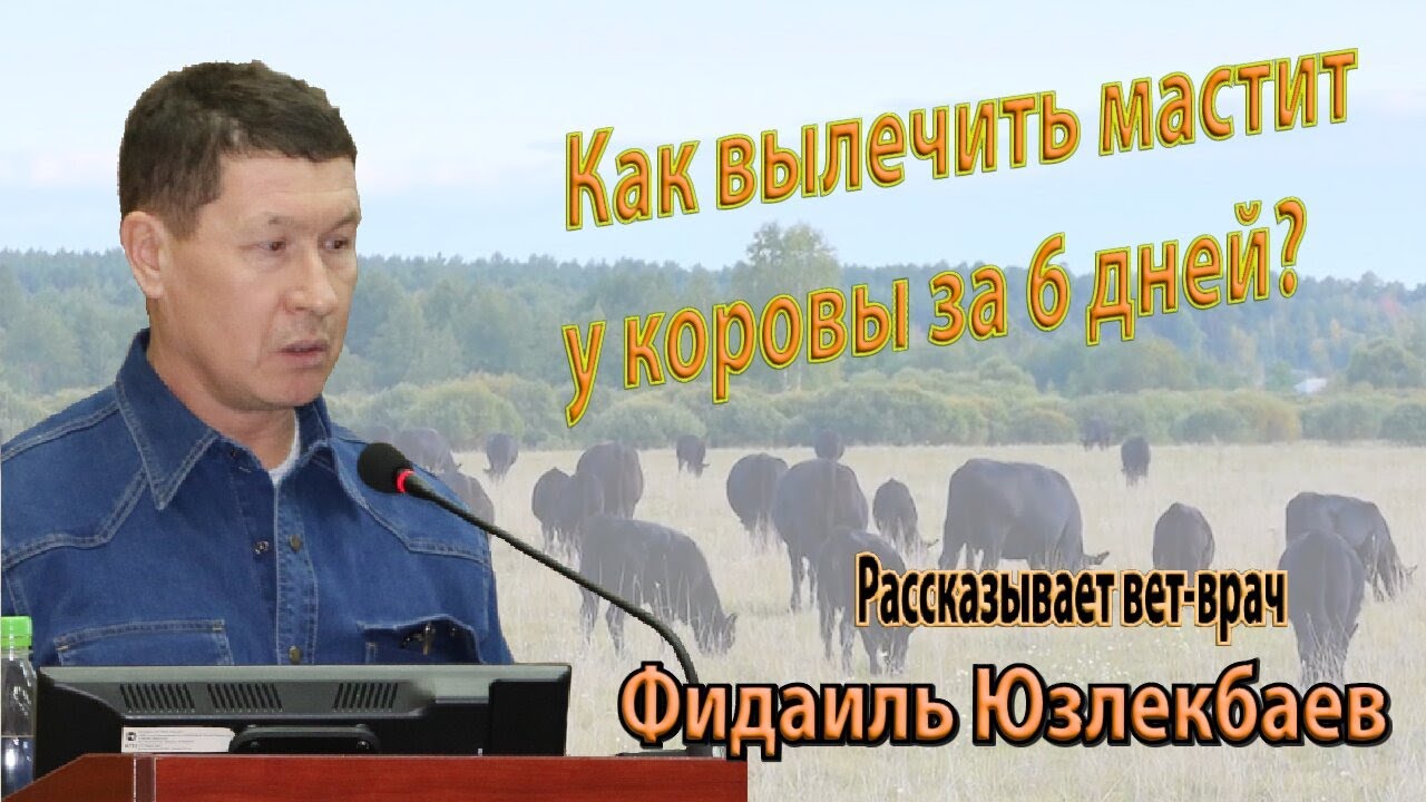 Лечение мастита у коровы без антибиотиков за 6 дней. Ч.1