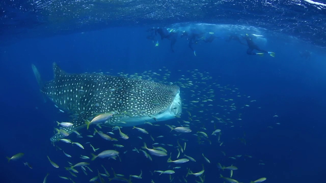Whale Shark Eating Krill