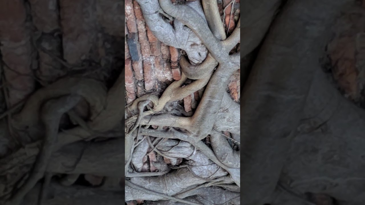 Thailand - incredible tree at Ayutthaya temple
