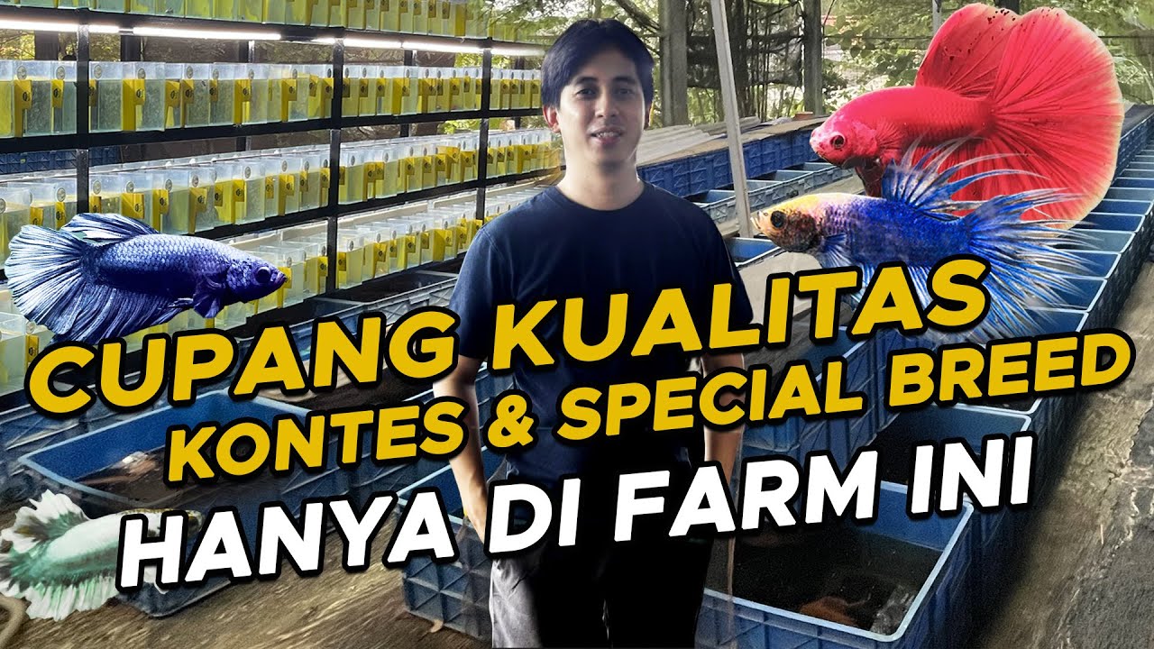 RAHASIA PERAWATAN CUPANG CANTIK YANG BANYAK ORANG BELUM TAHU