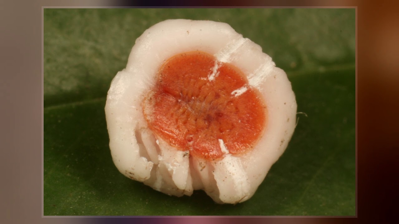 Ceroplastes Ceriferus