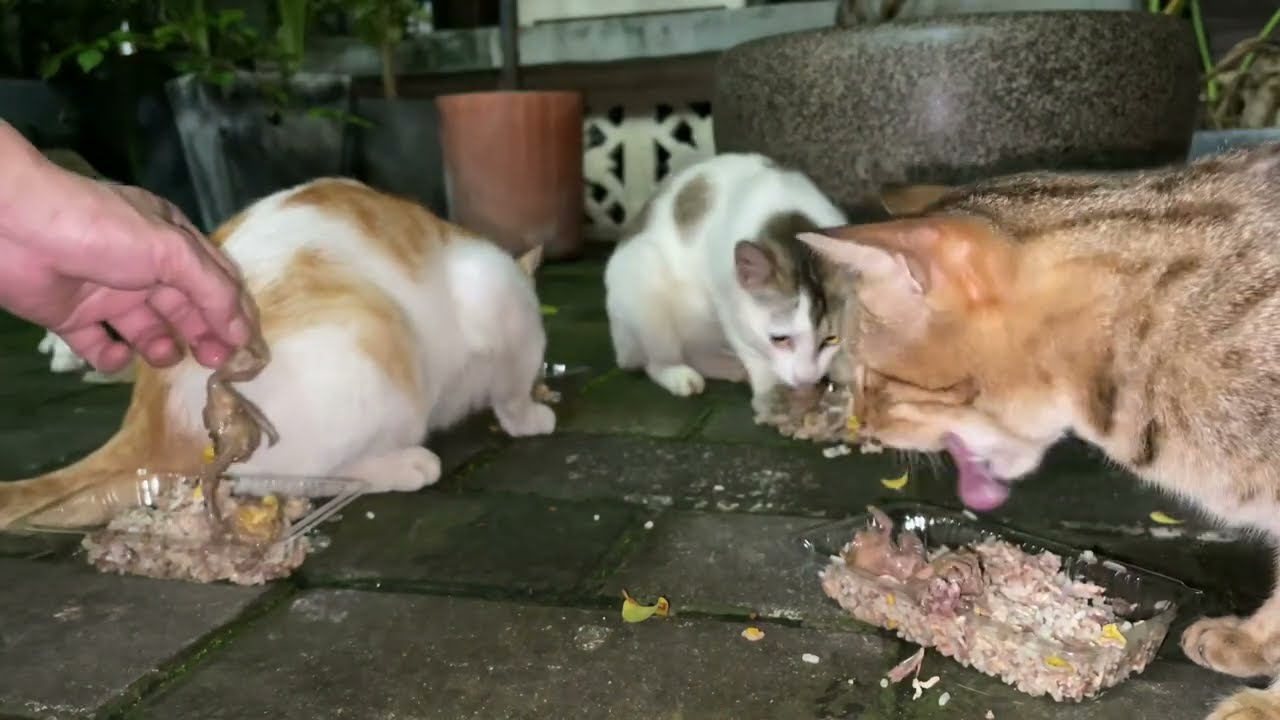 流浪猫一碰面就要打架，和头饭也不吃就要争地盘，我太难了