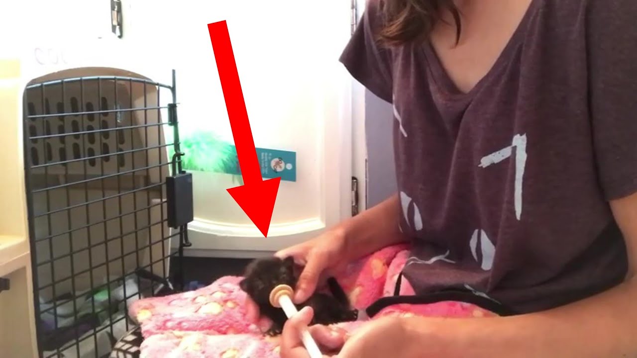 Itty Bitty Baby Kitten Need Syringe Feed Because Her Scared Cat Mom Refuse To Feed Her