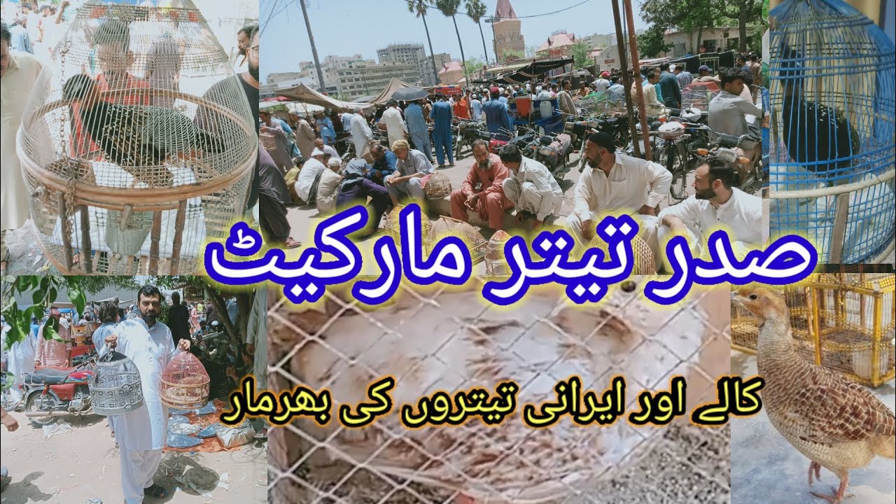 Sadar Teetar Market 03-09-2023 | صدر تیتر مارکیٹ کی اپڈیٹ عمران حسین کے ساتھ صرف تیتر ٹی وی پر