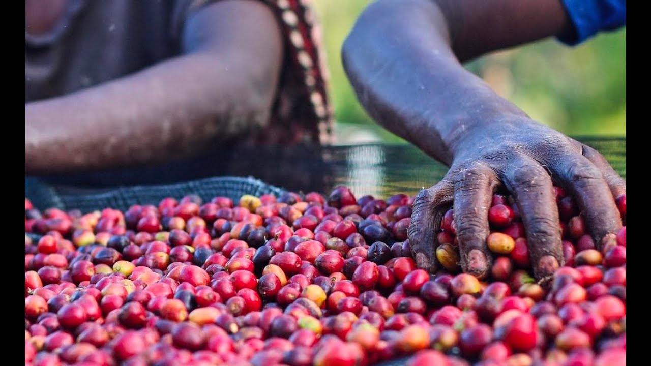 Sustainability in Speciality Coffee -  Ensuring Fairness and Support for Growers