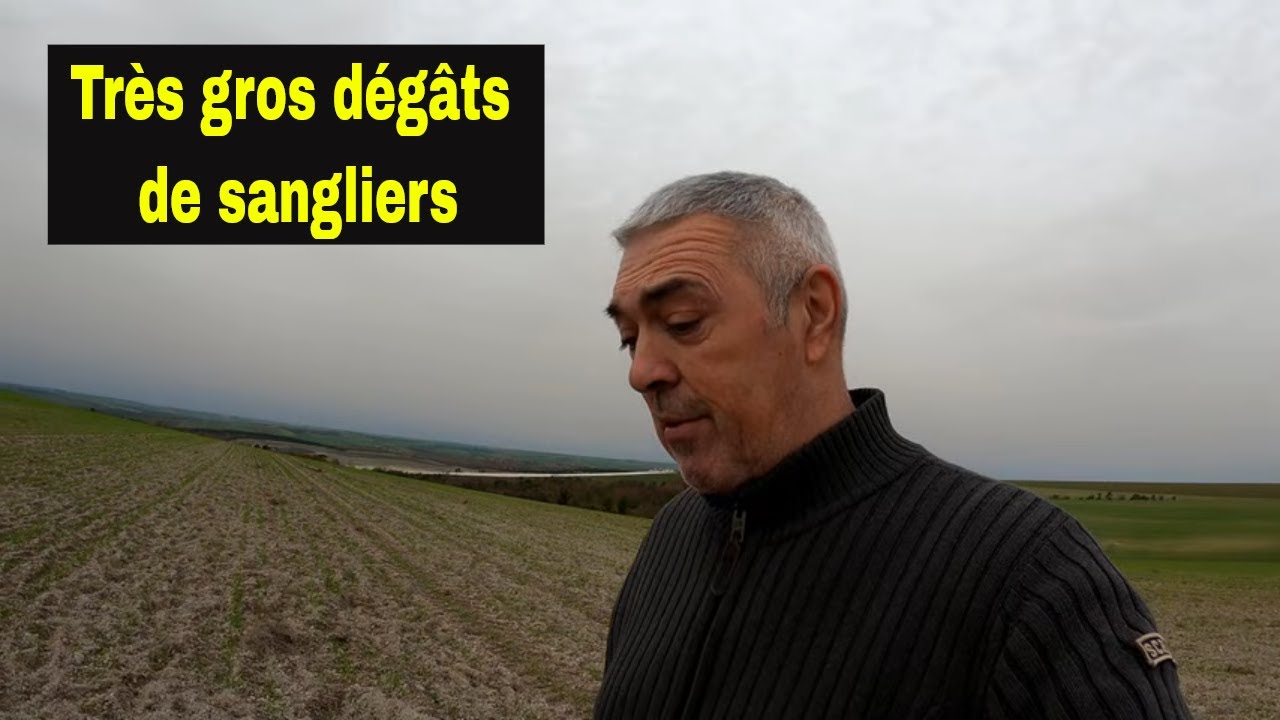 Très gros dégâts de sangliers dans mes blés.