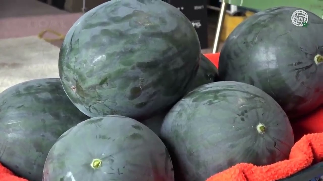 World s Most Expensive Watermelon   Japanese Black Watermelon Cultivation   Black Watermelon Farm