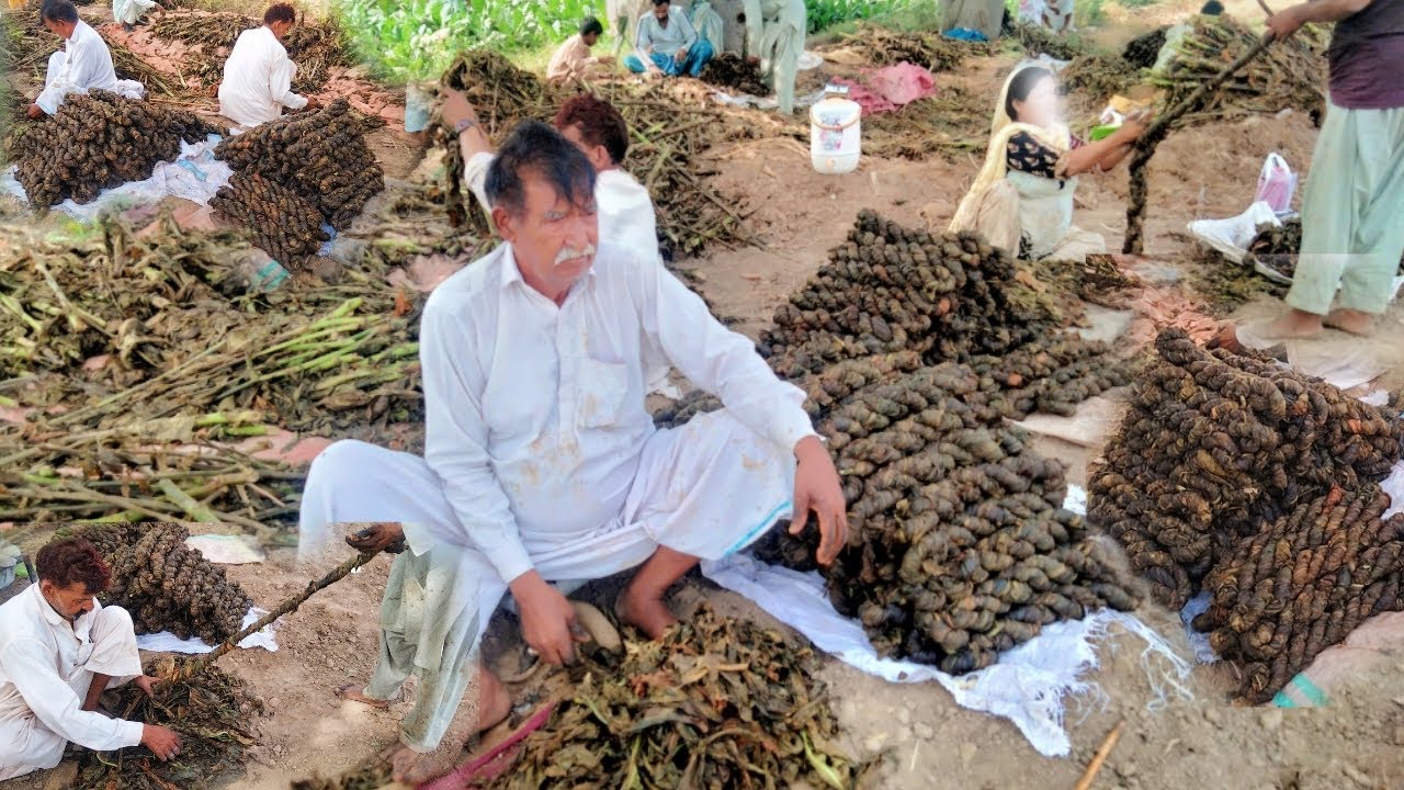 Tambaku Harvesting I Tobacco Rope Making Process I Tobacco Farming in Pakistan I Rural Punjab