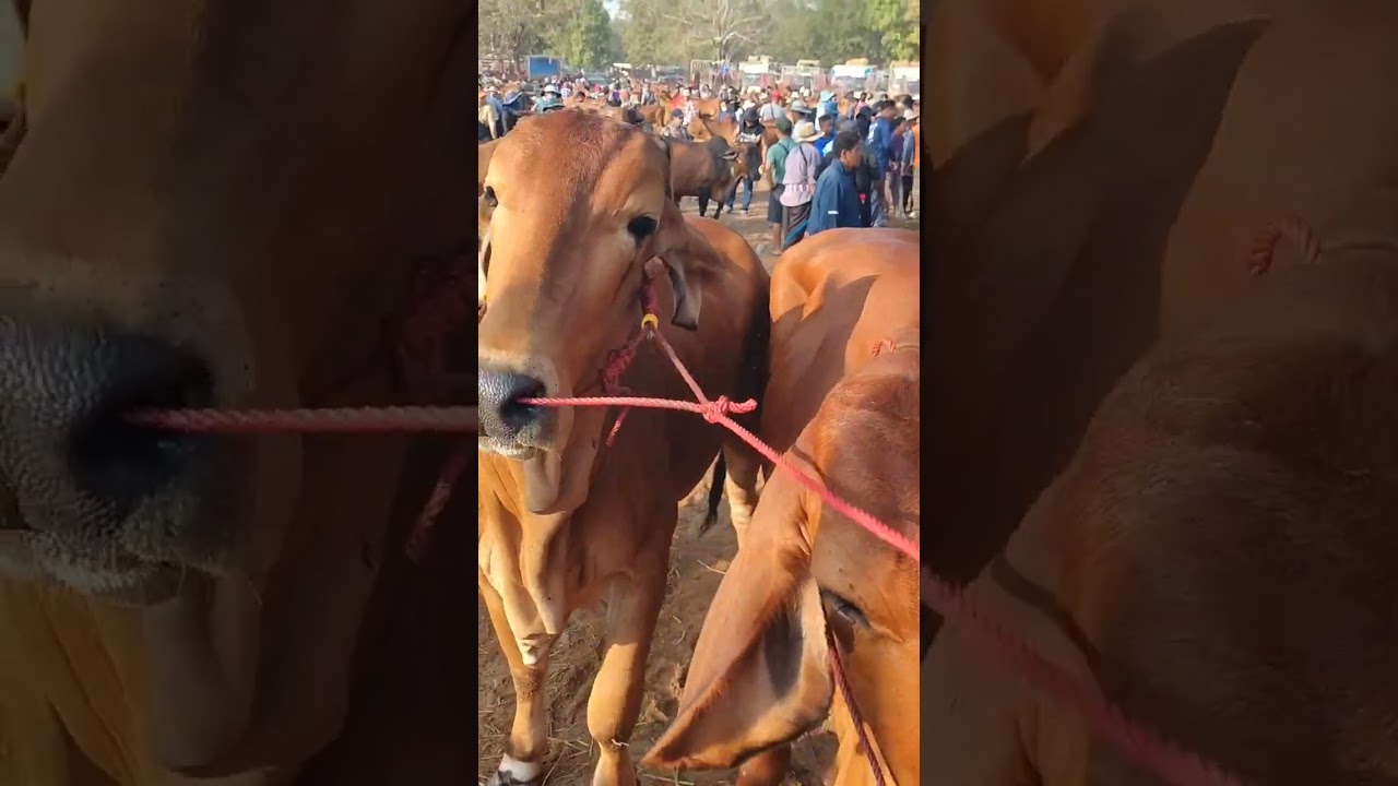 🔴ตลาดวัวยโสธร(เชียงหวาง) วัวอ้วน ควายอ้วน ไม่พอขาย นัดนี้เวียดนามเหมา!!