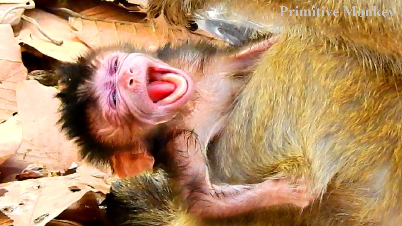 So Pity Newborn Baby So Weak! Not Get Milk Since Was Born! Very Weak Baby!