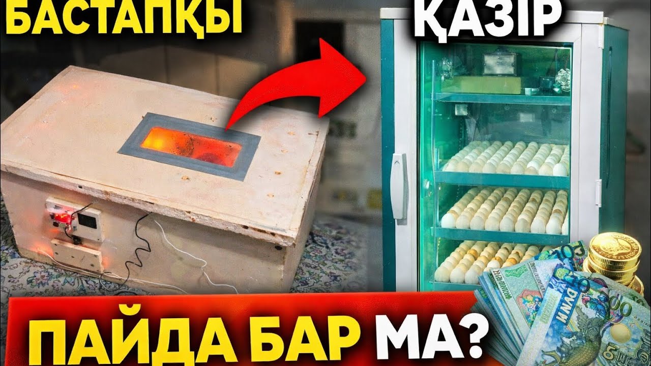 Тауық асырау: 0-ден бастау үшін не керек? | Үйде жасайтын бизнес