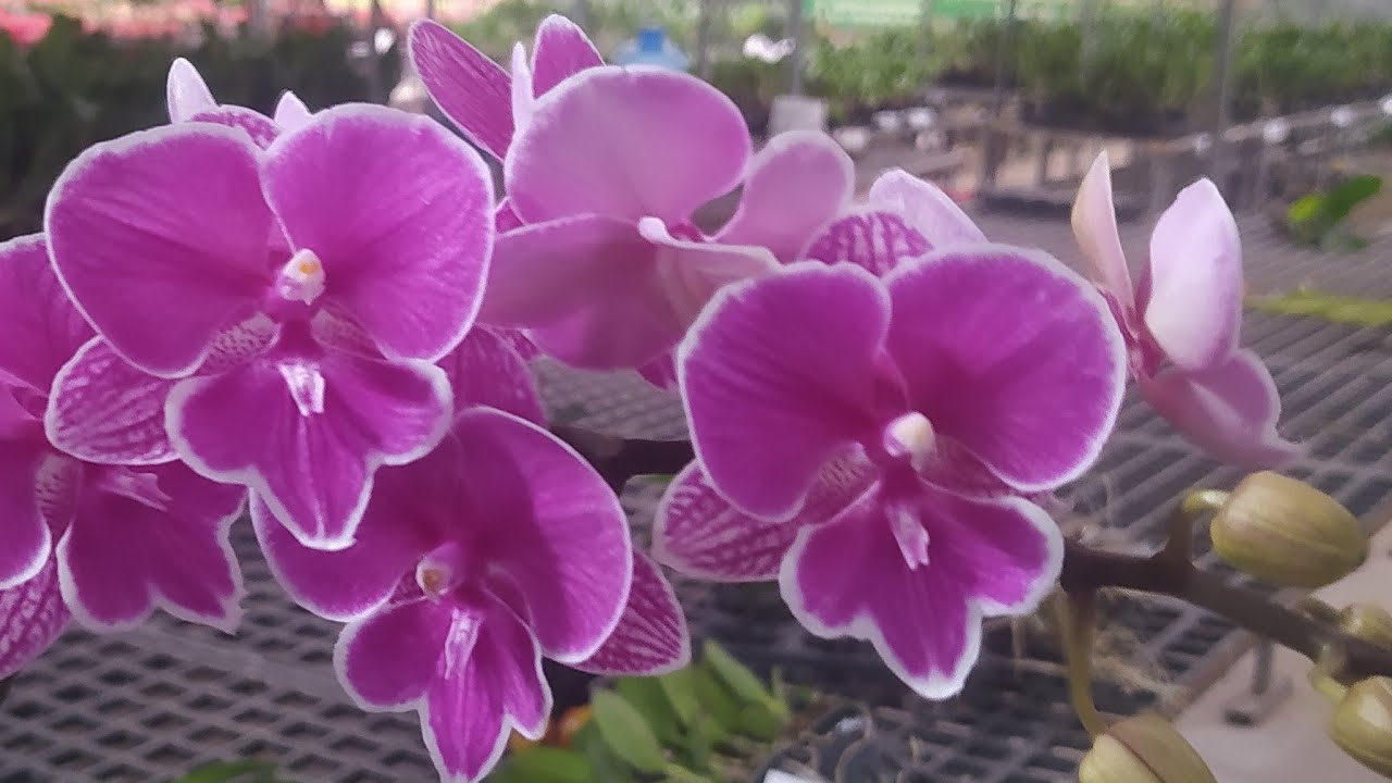 Hoa lan Berry đang phát trực tiếp!