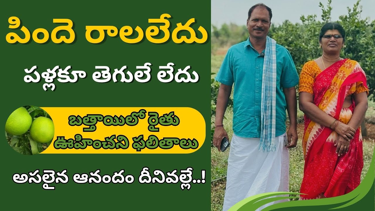 E300| వైరస్ ను తట్టుకొని మొక్క నిలబడింది| #gramabazaar |94912 78836, 833 1800 100...
