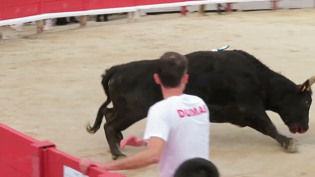 Arles 2024 - Le taureau Ursule de la manade Cuill&eacute;