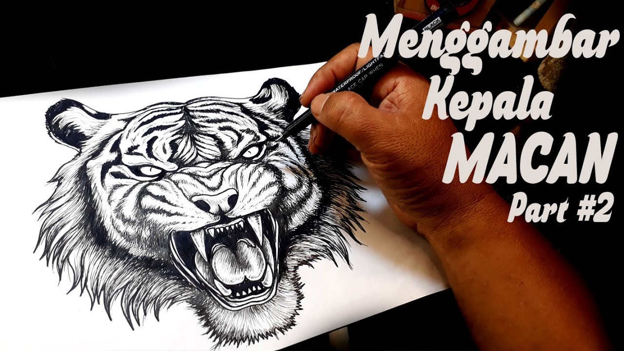 Cara Menggambar Macan {How To Draw Tiger}#belajarmenggambar