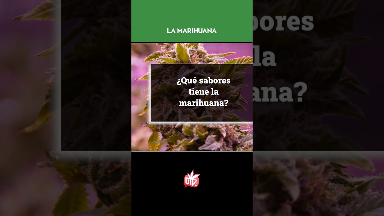 &iquest;Qu&eacute; sabores tiene la M4RIHU4N4?&nbsp;🍭🍪🍈🧀