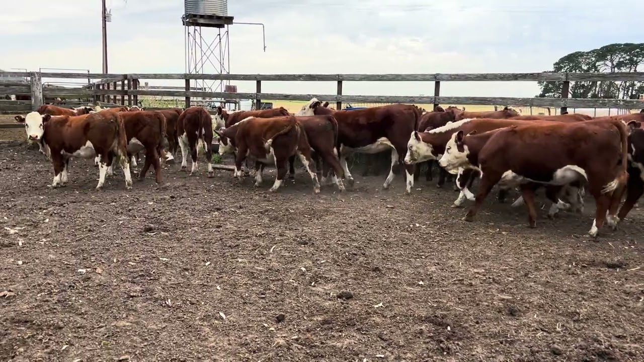 Waterloo Ag, 41 Hereford Heifers, Injemira Bld, NSM, Weaned.